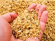 Nghiên cứu chế phẩm kích thích tăng trưởng thực vật từ vỏ trấu và vỏ tôm